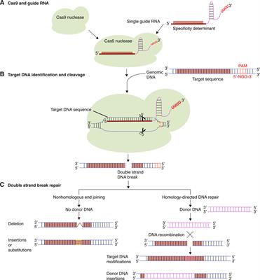 Principles, Applications, and Biosafety of Plant Genome Editing Using CRISPR-Cas9